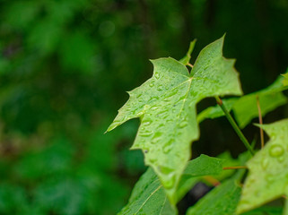 raindrops on leaves in summer, Russia.