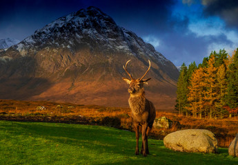 Red deer stag, kingshouse hotel, Glencoe, lochaber, highlands, scotland, uk.