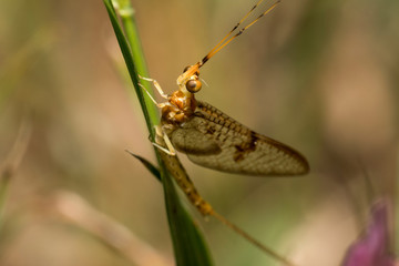 A nymph-like insect with brown and yellow tones