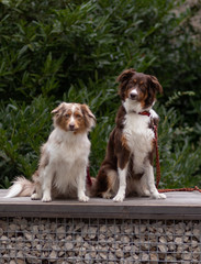 Zwei Hütehunde schauen dich an