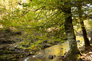 Río en el Hayedo de Montejo, Montejo de la Sierra.