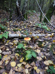 Ein Fliegenpilz