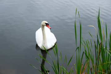 Lonely white swan on the lake