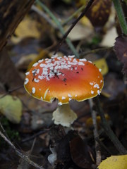 Ein Fliegenpilz