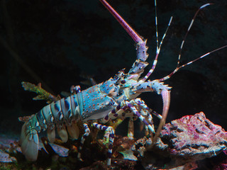 alive spiny lobster in aquarium with rock and coral background - 298832972