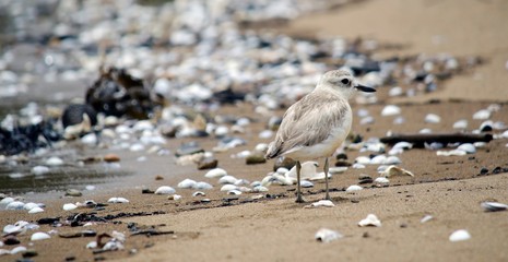 beaching