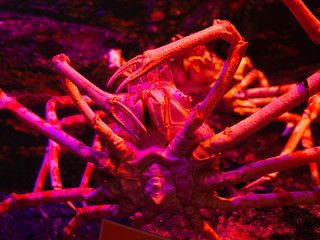 alive giant spider crab (Macrocheira kaempferi) with red light in aquarium - 298833130