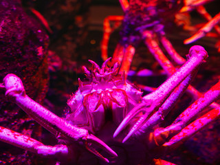 alive giant spider crab (Macrocheira kaempferi) with red light in aquarium - 298833165