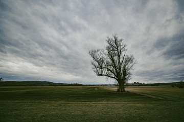 Fototapeta premium baum auf feld vor bewölktem himmel, herbststimmung