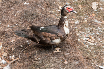 A big duck on the beach