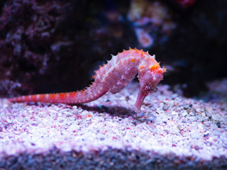 pink zebra-snout or Barbour's seahorse (Hippocampus barbouri) with pink coral in aquarium - 298833574
