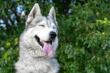 portrait of a cute siberian husky smile and closed his eyes for happy in summer sunny day for a walk in the summer park