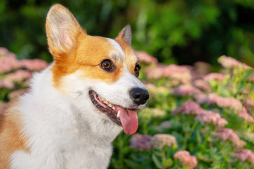 portrait cute puppy welsh corgi dog against the background of flowers, for a walk in the park in the summer