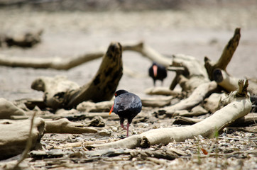 oystercatcher