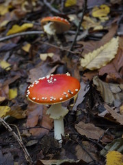 Ein Fliegenpilz