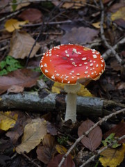 Ein Fliegenpilz