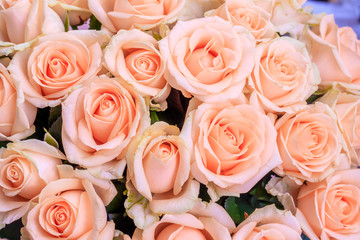 Bouquet of delicate roses . A background of floral roses. Beautiful flowers. A gift for the holiday. Fresh flowers.