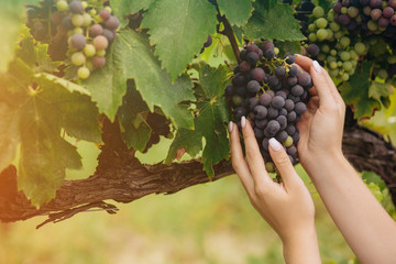 Close up of Female hand checking grapes quality on large vineyard plantation,Tuscany, Italy.