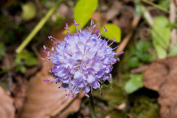 A strange and pretty purple flower