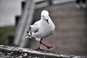 Seagull at Phillip Island