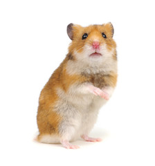 Hamster standing on its hind legs isolated on white - obrazy, fototapety, plakaty