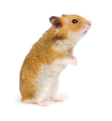 Hamster standing on its hind legs isolated on white