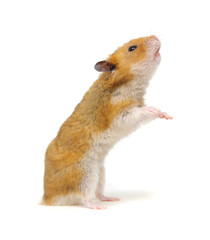 Hamster in a funny pose isolated on white