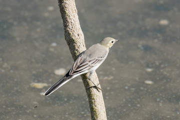 The white washer bird perched on a branch