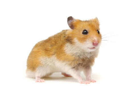 Cute funny syrian hamster on white