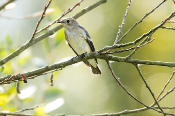A flycatcher watching from a tree