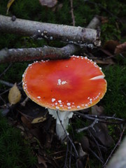 Ein Fliegenpilz