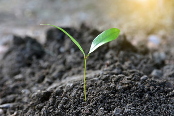 People are holding tree seedlings in their hands to prepare trees for planting and growing.