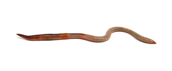 worm isolated on white background