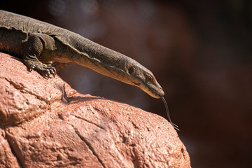 Mertens Water Monitor