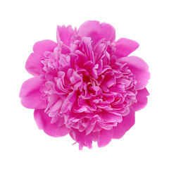 Close-up of a pink  peony flower isolated on white