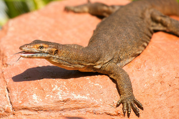 Mertens Water Monitor