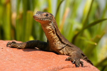 Mertens Water Monitor