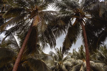 Schöne Palmen Baumwipfel auf einer paradiesischen Insel in El Nido Palawan auf den Philippinen © MartinZizlavsky