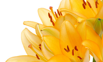  lilies on a white background