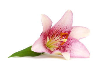 Naklejka na ściany i meble lily flower isolated on white