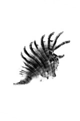 black and white one mambeda lambis shell on a white background