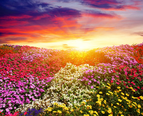 Fototapeta premium flower field with sunlight