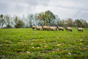 Herde Schafe auf grüner Wiese vor Bäumen im Herbst