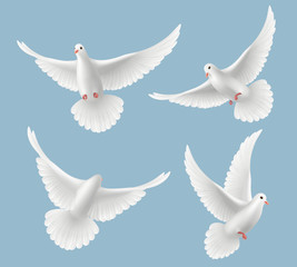 White pigeons. Dove love flying birds in sky symbols of freedom and wedding vector realistic pictures. Pigeon bird, dove freedom fly illustration