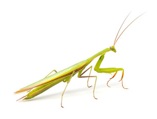Mantis isolated on a white