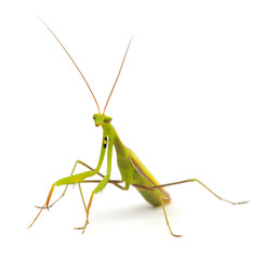 Mantis isolated on a white