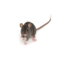 Rat isolated on white