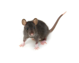 Funny young rat isolated on white.