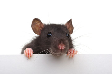Fototapeta na wymiar Funny rat isolated on white background.