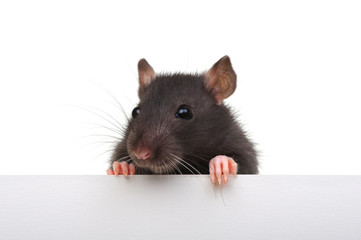 Funny rat isolated on white background.